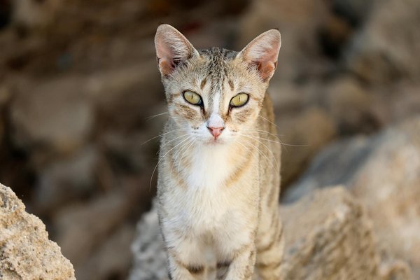 Fortalece tu Cuello: Los Ejercicios Esenciales para Jugadores de Rugby